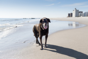 Freshpet Reviews dog at beach